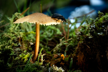 mushroom in the forest