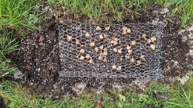 Blumenzwiebeln im drahtkorb, schutz gegen m&auml;use