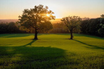 Linacre Reservoirs, sunrise behind two oak trees in a field
