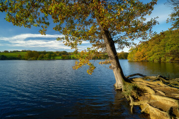Linacre Reservoirs, a leaning tree on the lake shore in autumn colors