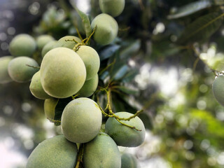 Fresh green mangoes hanging from tree branches. Blurred background.
