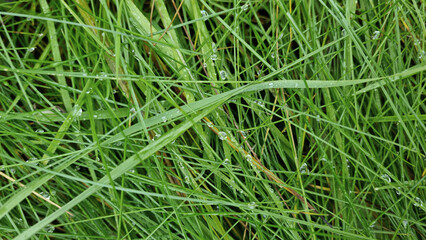 Water drops on the leaves of a reed in the rain.