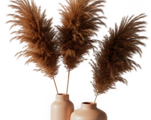 Three dried pampas grass plumes in light peach vases isolated on transparent background