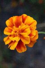Marigold flowers in late summer garden