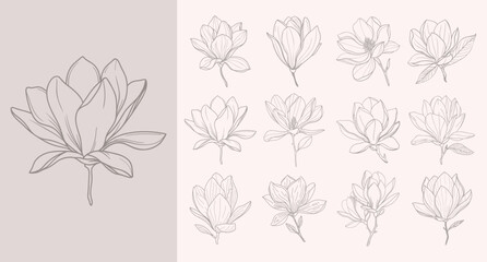 Elegant magnolia flower line art collection. Set of magnolia flowers. Sketch illustration.