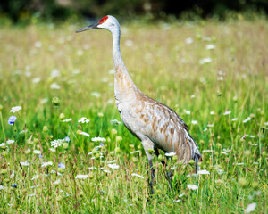 Wild Sandhill Crane steps through tall grass and wildflowers in a sunny Waukesha County, Wisconsin meadow.