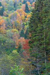 autumn forest in the morning