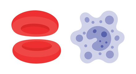 Illustration of human red blood cells and a white blood cell