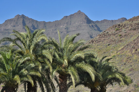 R&eacute;gion de Mogan, &icirc;le de la Grande Canarie, Espagne.