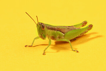 Side view. Green grasshopper isolated on yellow background, macro shot in studio.
