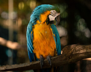 Close-up photos of colorful macaw parrots in natural soft Light 