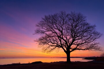 Fototapeta premium Connecticut Silhouette. Glowing Morning Sky with Beautiful Silhouetted Oak Tree