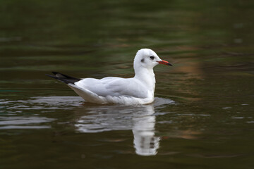 Black-headed Gull (Chroicocephalus ridibundus) standing by the lake during the winte season. Elegant white bird with dark head and red bill, captured in natural light. Wildlife and nature photography.