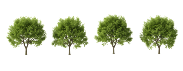 Realistic green trees isolated on transparent background perfect for nature scene landscape design or 3D rendering projects with detailed foliage and natural lighting.