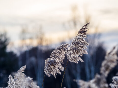 Yellow autumn fluffy feather grass with seeds on curved stems in light wind. Hello autumn concept. Natural background with copy space