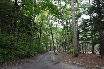 Obraz premium 上高地の森