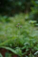 The flower of the Wiyang plant or its scientific name is Emilia sonchifolia