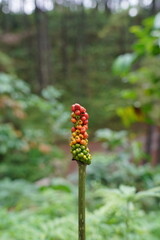 Flowers and fruit of the arum alpinum plant