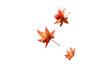 Three vibrant, autumnal maple leaves, digitally rendered, appear to be floating or falling against a stark black background.  The leaves are a mix of orange and reddish-brown tones.