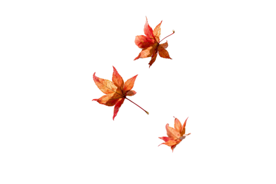 Three vibrant, autumnal maple leaves, digitally rendered, appear to be floating or falling against a stark black background.  The leaves are a mix of orange and reddish-brown tones.