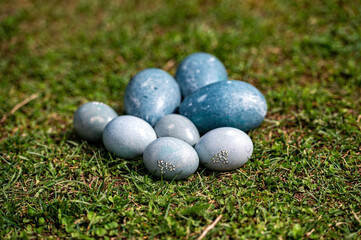 Colorful Easter eggs arranged on grassy ground for a festive spring celebration
