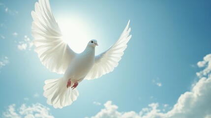 Fototapeta premium White dove flying with open wings against blue sky and sunlight symbolizing peace and freedom