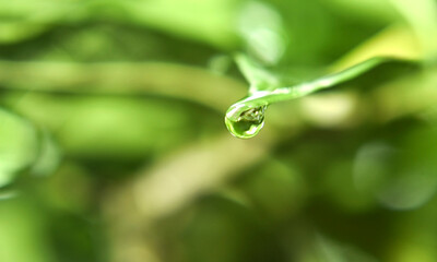 Falling Water Drop From Leaf