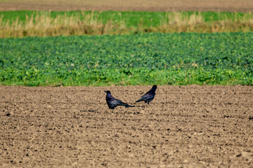 Two black crows standing on cultivated farmland during sunny summer day. Wild crows foraging on plowed agricultural field, rural nature scene, wildlife behavior, countryside landscape, farming ecosyst