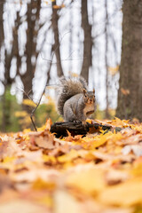 squirrel in autumn