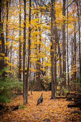 autumn in the forest