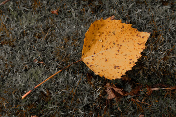 tea leaves on the ground