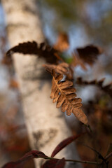 pine cone on the ground