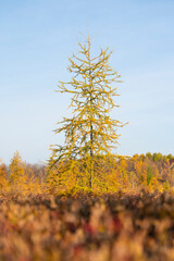 autumn in the forest