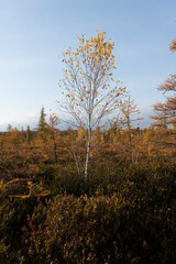 autumn in the forest
