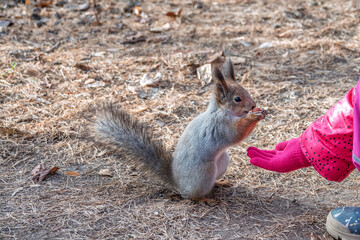 Girl feeds a squirrel with nuts in an autumn park.