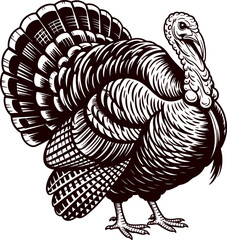 Turkey vector illustration. Monochrome graphic. Thanksgiving Day symbol. Fall season clipart. Autumn holiday isolated element for seasonal projects