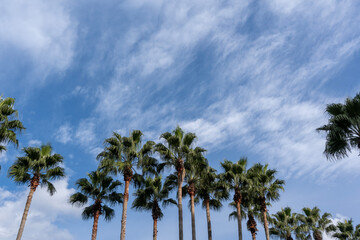 Tall palm trees reach up beneath a sweeping sky