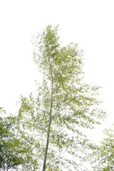 Delicate bamboo leaves sway against a bright, white sky.