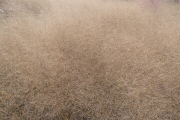 Golden muhly grass creates a soft, dreamy field under autumn light.