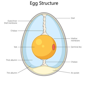 internal structure of a chicken egg, with labeled parts for biology or food science use diagram hand drawn schematic vector. Science educational illustration