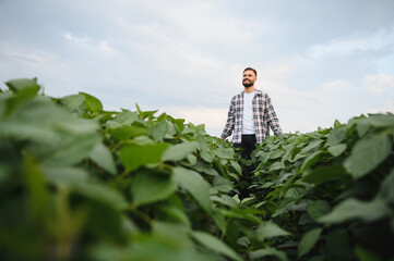 Agronomist walking through soy field checking crops