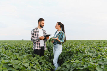 Two farmers examining soybean crop in cultivated field