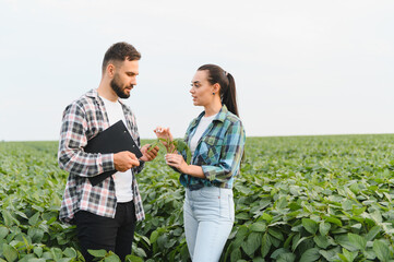 Farmers examining soybean plant in cultivated field