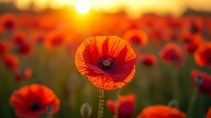 Beautiful field of red poppies in the sunset light