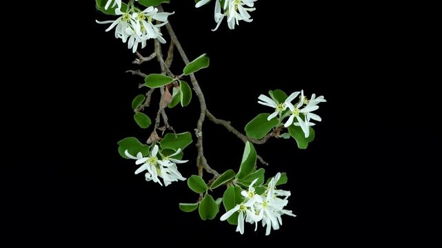 Amelanchier ovalis, commonly known as snowy mespilus, beautiful plant with white flowers isolated on black background