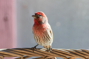 house finch perching
