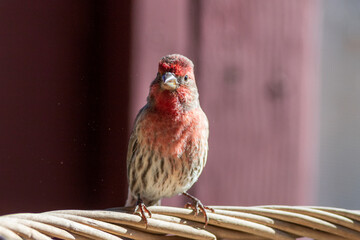 bird on a basket