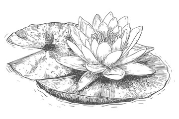 Fototapeta premium Water lily flower floating on water surface botanical plant aquatic bloom nature serene garden pond flora lotus blossom graphic