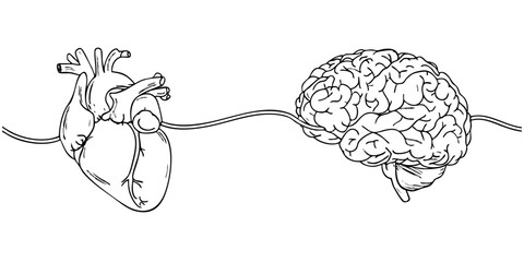 Human heart and brain connected by a line, symbolizing the intricate connection between emotions and intellect, mind and body harmony.