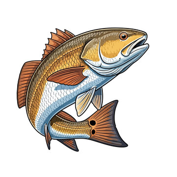 redfish fishing illustration logo vector image t shirt